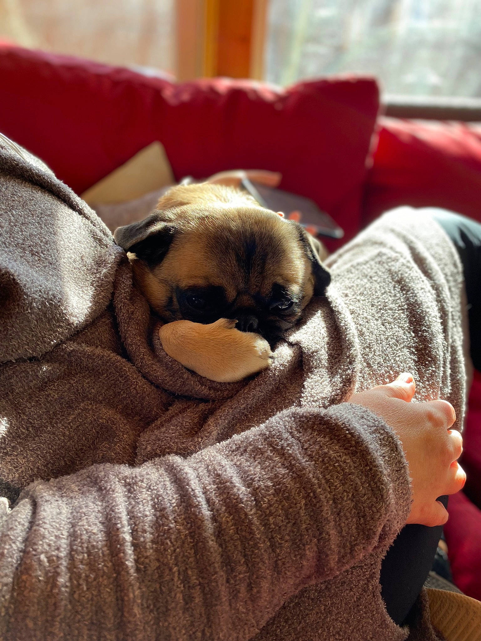 Vigo is registered to the contest to win money with this photo: bored, carnivore, comfort, companion_dog, dog, dog_breed, fawn, felidae, flooring, fur, grey, linens, nap, room, small_to_medium_sized_cats, snout, sporting_group, textile, whiskers, wood