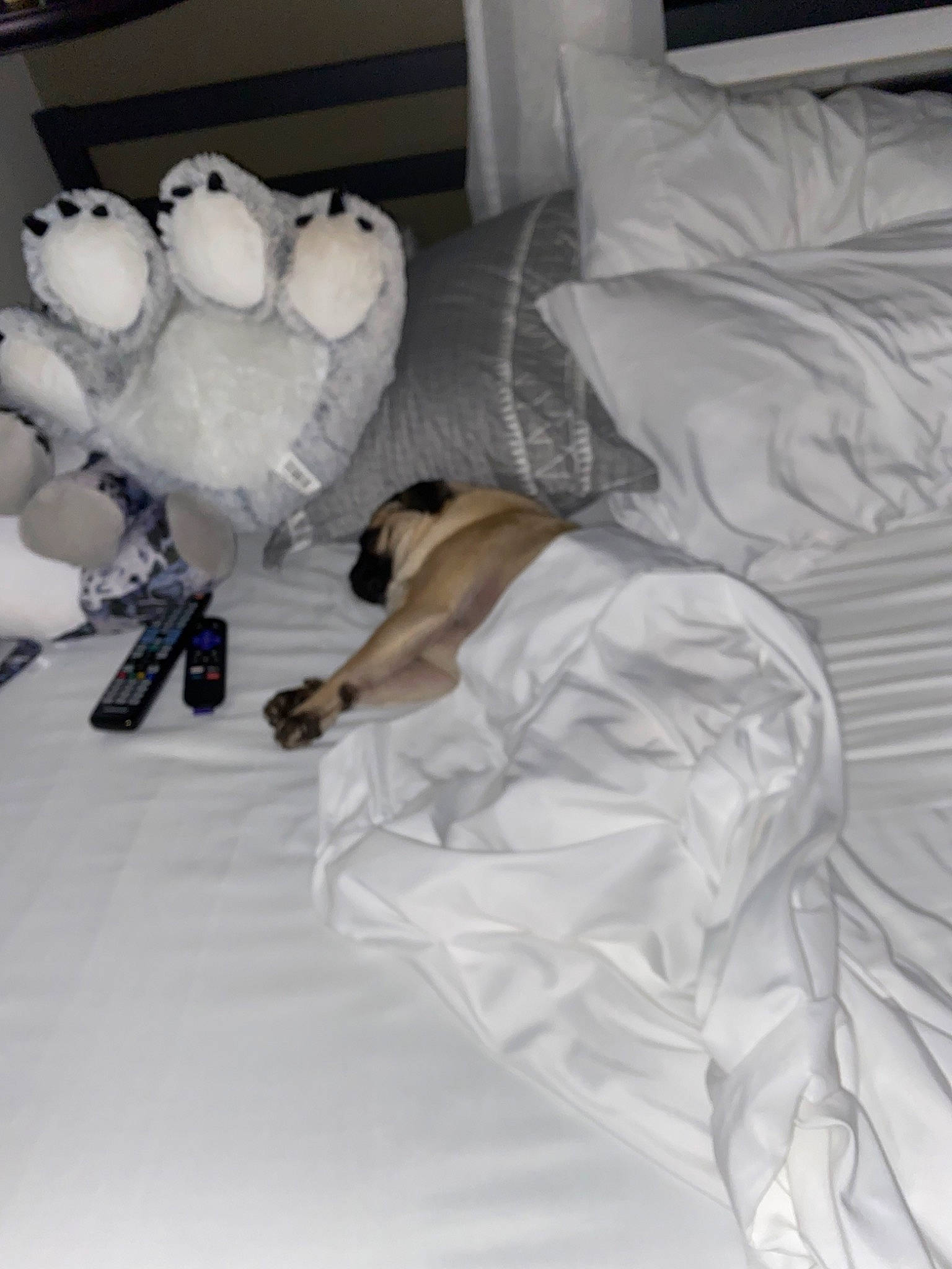 Vigo joined the competition — help win amazing prizes! bed, bed_sheet, bedding, bedroom, blanket, comfort, companion_dog, duvet, flooring, fur, lamp, linens, pillow, plush, room, stuffed_toy, teddy_bear, throw_pillow, toy, white