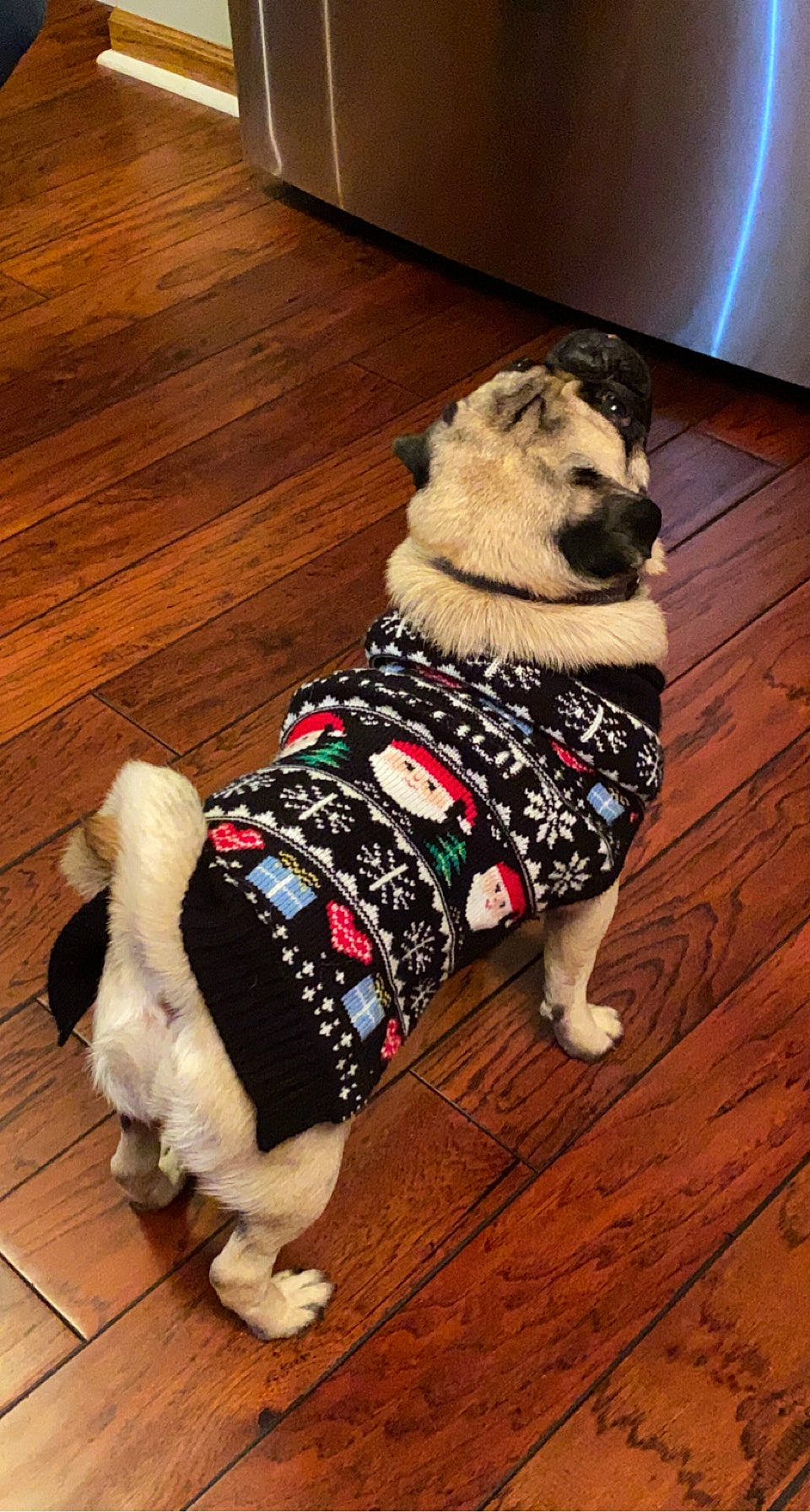 Vigo is registered to the contest to win money with this photo: carnivore, collar, companion_dog, couch, dog, dog_breed, dog_clothes, dog_collar, dog_supply, fawn, floor, flooring, hardwood, laminate_flooring, leash, pet_supply, snout, tail, wood, working_animal