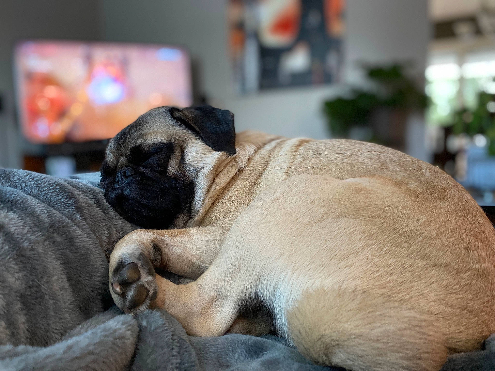 Vigo is registered to the contest to win money with this photo: canidae, carnivore, comfort, companion_dog, dog, dog_breed, fawn, fur, non_sporting_group, paw, plant, pug, snout, sporting_group, terrestrial_animal, toy_dog, whiskers, working_animal, wrinkle