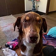 Pepe is registered to the contest to win money with this photo: animal, blanket, brown, carpet, close_up, cozy, cushion, dog, ears, eyes, floor, fur, home, indoor, looking, pet, portrait, relaxed, snout, white