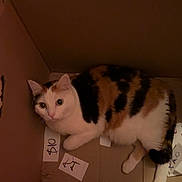 Mildred is registered to the contest to win money with this photo: cat, calico_cat, cardboard_box, pet, animal, indoor, curious, wide_eyes, feline, whiskers, fur, cute, domestic_cat, resting, looking_up, playful, box, brown, white, black