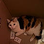 cat, calico_cat, cardboard_box, pet, animal, indoor, curious, wide_eyes, feline, whiskers, fur, cute, domestic_cat, resting, looking_up, playful, box, brown, white, black