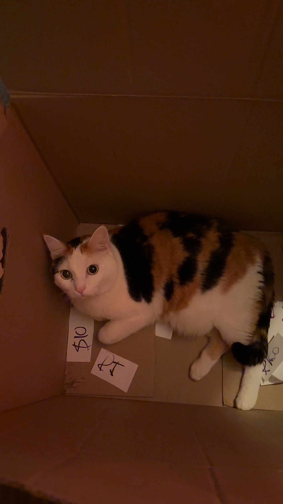Mildred is registered to the contest to win money with this photo: cat, calico_cat, cardboard_box, pet, animal, indoor, curious, wide_eyes, feline, whiskers, fur, cute, domestic_cat, resting, looking_up, playful, box, brown, white, black