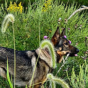 Jaz is registered to the contest to win money with this photo: dog, german_shepherd, wildflowers, grass, nature, outdoor, animal, pet, greenery, field, tongue_out, alert, ears_up, canine, summer, daylight, plants, flora, profile, muzzle