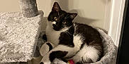 Pippin joined the competition — help win amazing prizes! cat, black_and_white, cat_tree, cat_hammock, furry, indoor, pet, relaxed, toy, plush, scratching_post, feline, curious, cozy, home, animal, resting, comfortable, whiskers, ears