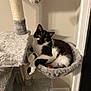 Pippin joined the competition — help win amazing prizes! cat, black_and_white, cat_tree, cat_hammock, furry, indoor, pet, relaxed, toy, plush, scratching_post, feline, curious, cozy, home, animal, resting, comfortable, whiskers, ears
