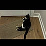 cat, tuxedo_cat, black_and_white, indoor, rug, wood_floor, door, curious, pet, animal, relaxed, looking_back, home, flooring, feline, domestic_cat, resting, quiet, corner, cozy