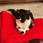 Pippin joined the competition — help win amazing prizes! cat, black_and_white, pet, indoor, blanket, red_blanket, carpet, wooden_cabinet, feline, resting, cute, animal, fur, whiskers, paws, domestic, cozy, relaxed, looking_at_camera, home