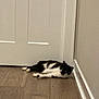 cat, black_and_white_cat, indoor, wooden_floor, door, relaxed, animal, pet, lying_down, curious, feline, domestic_animal, floor, resting, house, corner, quiet, calm, wall, home