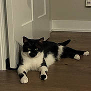 Pippin is registered to the contest to win money with this photo: cat, black_and_white, floor, wood, door, indoor, pet, animal, feline, relaxed, lying_down, ears, whiskers, tail, paws, home, quiet, watchful, living_room, domestic