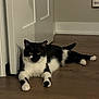 cat, black_and_white, floor, wood, door, indoor, pet, animal, feline, relaxed, lying_down, ears, whiskers, tail, paws, home, quiet, watchful, living_room, domestic
