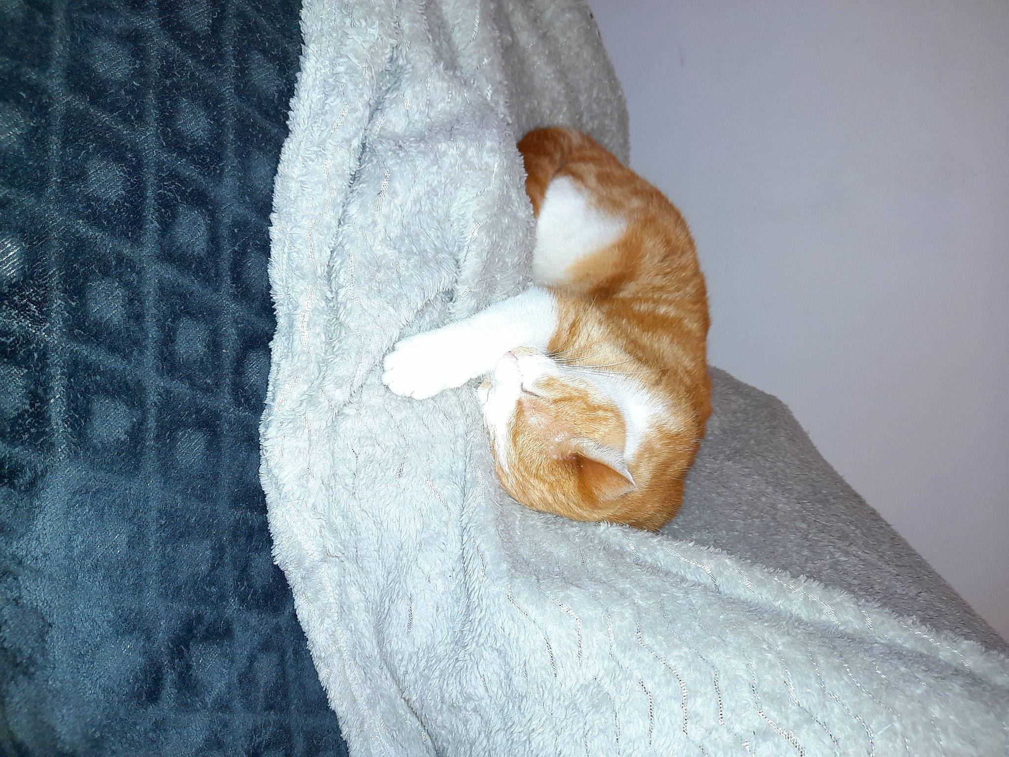 Marcus participe au concours pour gagner de l'argent avec cette photo : carnivore, cat, comfort, companion_dog, devon_rex, dog_breed, domestic_short_haired_cat, fawn, felidae, fur, hardwood, ingredient, linens, paw, small_to_medium_sized_cats, sporting_group, tail, whiskers, wood, wool