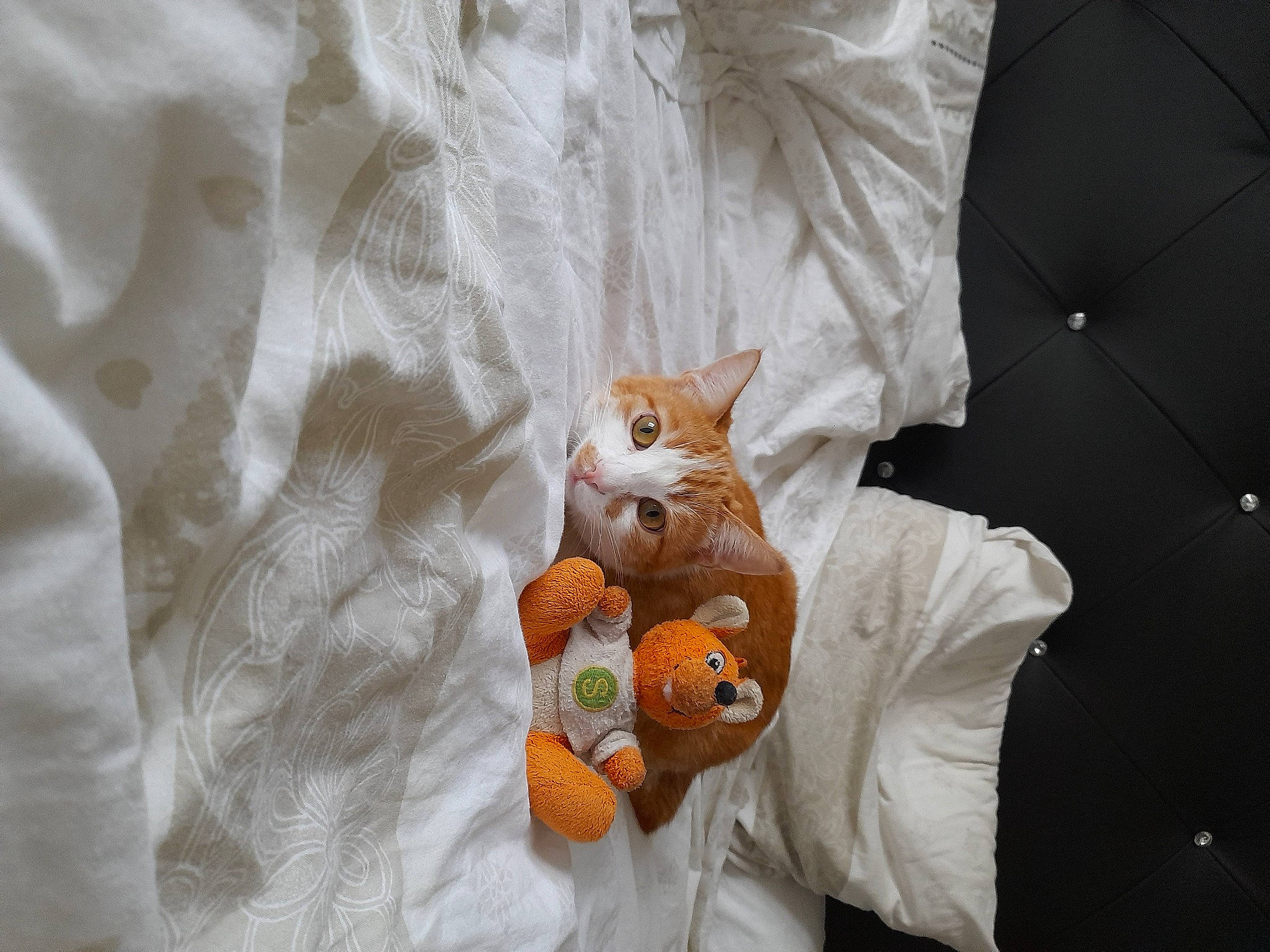 Marcus a rejoint le concours — aidez-le/la à gagner de superbes lots ! baby_products, bed_sheet, bedding, cat, comfort, fawn, felidae, fur, linens, orange, pattern, peach, plush, room, sleeve, small_to_medium_sized_cats, stuffed_toy, teddy_bear, textile, toy