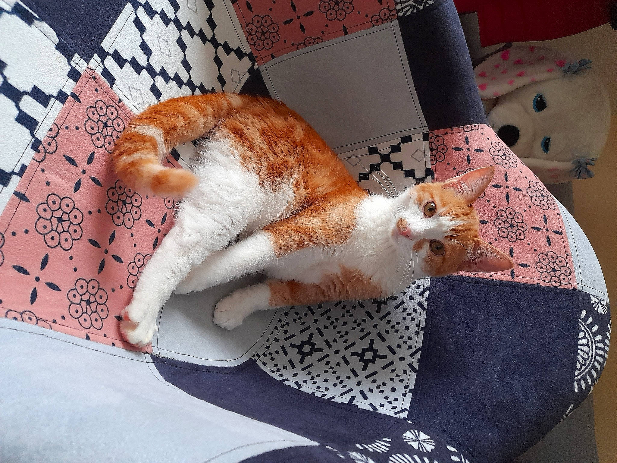 Marcus a rejoint le concours — aidez-le/la à gagner de superbes lots ! bedding, carnivore, cat, claw, comfort, domestic_short_haired_cat, fawn, felidae, flooring, foot, fur, linens, nap, paw, room, small_to_medium_sized_cats, tail, textile, whiskers, wood