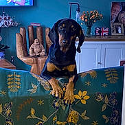 Banjo joined the competition — help win amazing prizes! brown_black, buddha_statue, cabinet, couch, curious, decor, dog, floral_pattern, flowers, furniture, home_interior, living_room, person_on_tv, pet, photograph, portrait, sign, television, wood, wooden_chair