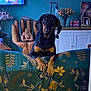 brown_black, buddha_statue, cabinet, couch, curious, decor, dog, floral_pattern, flowers, furniture, home_interior, living_room, person_on_tv, pet, photograph, portrait, sign, television, wood, wooden_chair