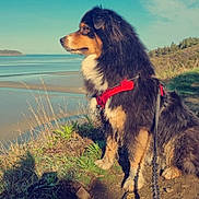 Paddy participe au concours pour gagner de l'argent avec cette photo : dog, outdoor, nature, beach, sea, sky, grass, cliff, harness, leash, canine, sunlight, scenic, animal, pet, landscape, fur, side_view, calm, blue_sky