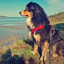 dog, outdoor, nature, beach, sea, sky, grass, cliff, harness, leash, canine, sunlight, scenic, animal, pet, landscape, fur, side_view, calm, blue_sky