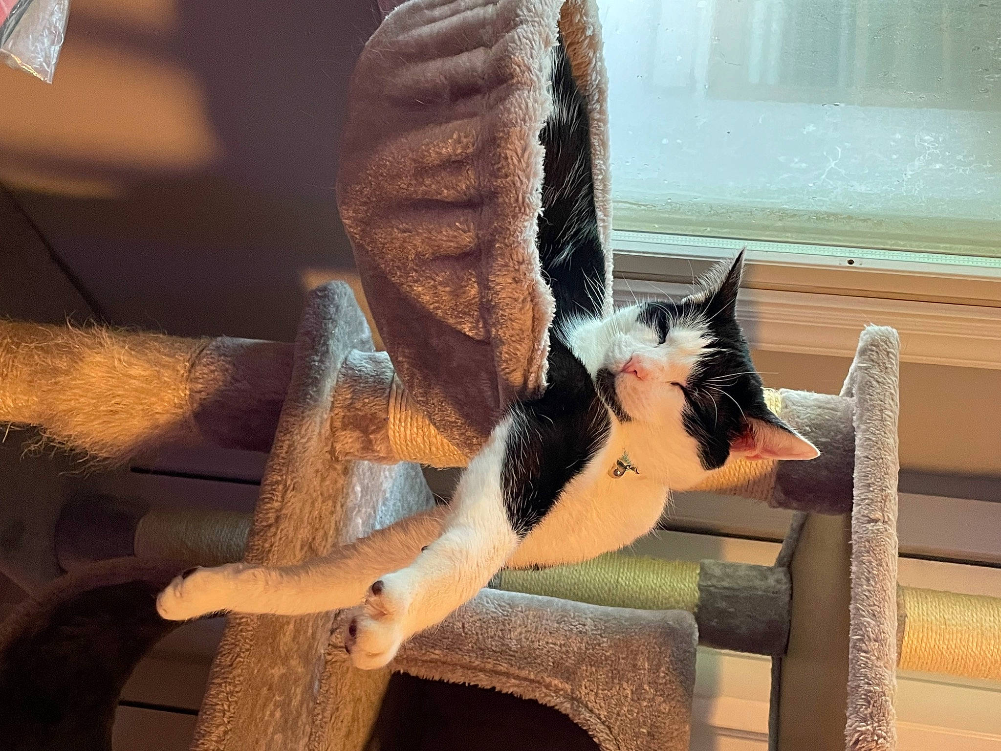 Lee is registered to the contest to win money with this photo: carnivore, cat, comfort, domestic_short_haired_cat, elbow, fawn, felidae, foot, fur, human_leg, leg, small_to_medium_sized_cats, tail, thigh, toe, tree, whiskers, window, wood, wrist