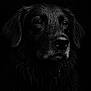 dog, black_and_white, portrait, close_up, wet_fur, animal, pet, face, eyes, fur, canine, dark_background, moody, detailed, texture, expression, studio, headshot, muzzle, outdoor
