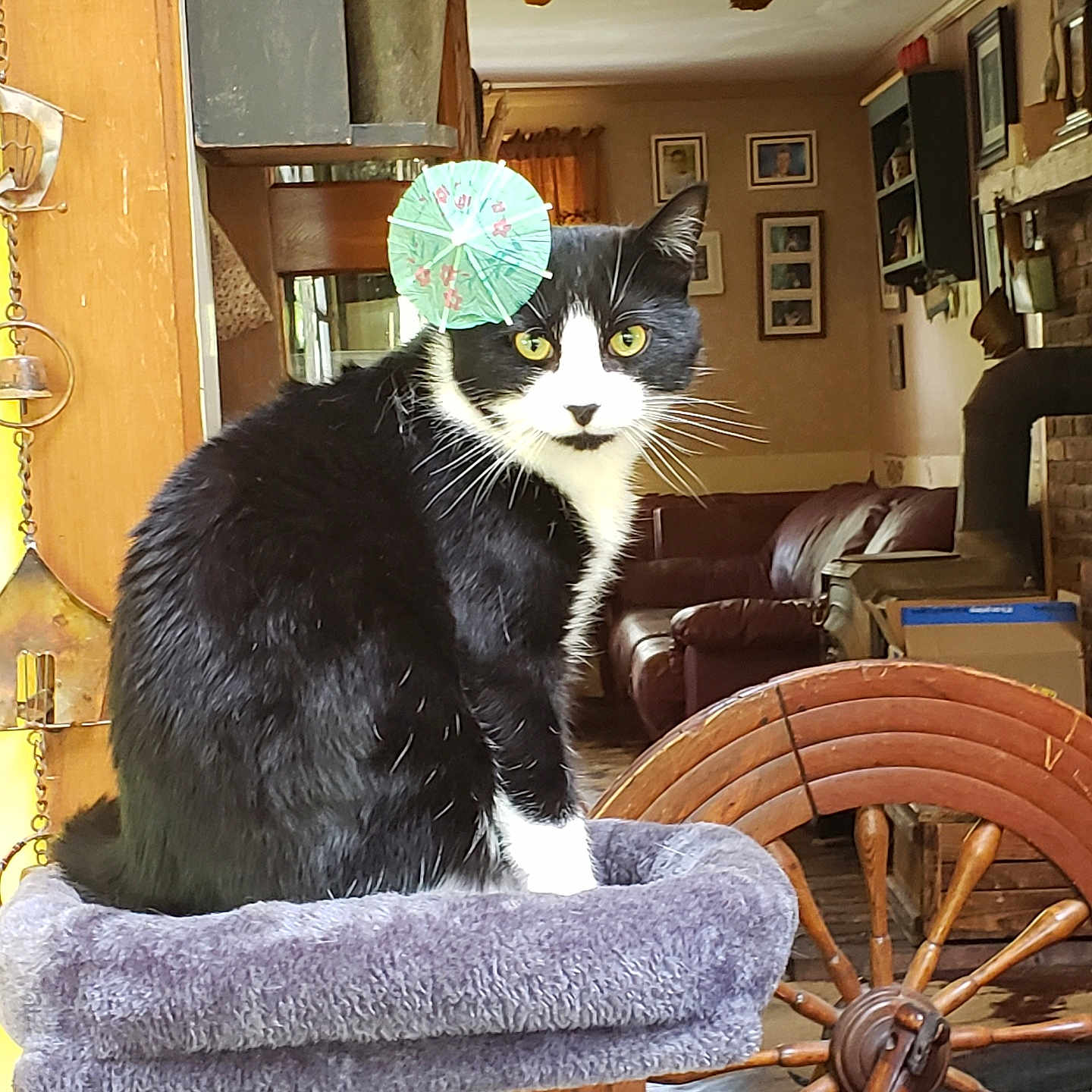 Rhodes joined the competition — help win amazing prizes! black_and_white, cat, cat_tree, couch, cozy, decor, framed_photos, fur, furniture, indoor, living_room, perch, pet, plant, relaxed, sitting, umbrella, whiskers, wooden_wheel, yellow_eyes