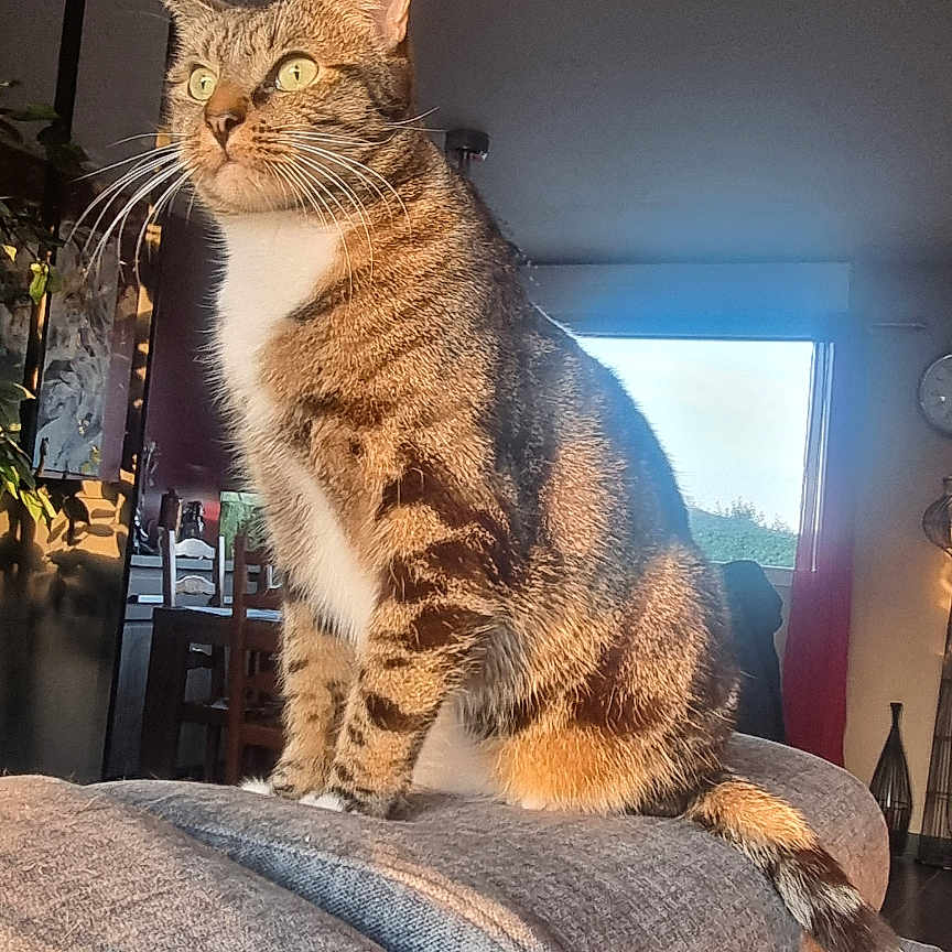 Paco a rejoint le concours — aidez-le/la à gagner de superbes lots ! animal, cat, couch, cozy, domestic_animal, fur, furniture, home, indoor, living_room, mammal, pet, plant, relaxed, striped, sunlight, tabby, tail, whiskers, window