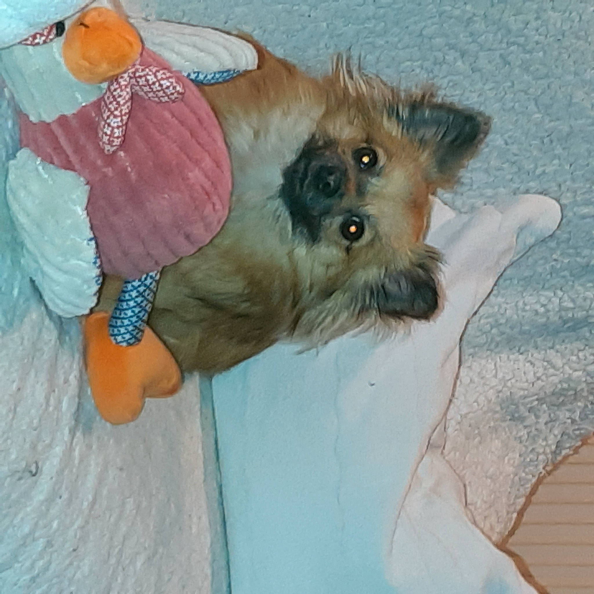 Donuts participe au concours pour gagner de l'argent avec cette photo : art, canidae, carnivore, companion_dog, dog, dog_breed, dog_clothes, dog_supply, fawn, liver, paint, painting, small_terrier, snout, sporting_group, tail, toy, toy_dog, vertebrate, working_animal