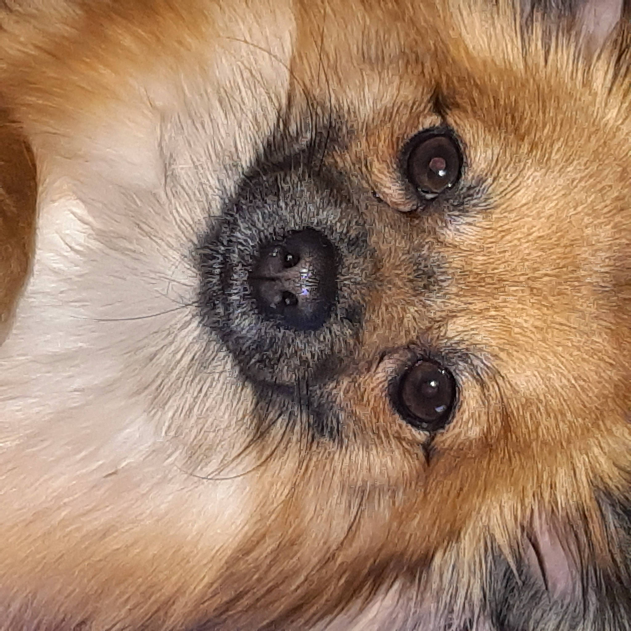 Donuts participe au concours pour gagner de l'argent avec cette photo : canidae, carnivore, companion_dog, dog, dog_breed, eyelash, fawn, fur, german_spitz, german_spitz_mittel, liver, snout, spitz, sporting_group, terrestrial_animal, toy_dog, volpino_italiano, whiskers, wildlife, working_animal