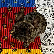 Remi is registered to the contest to win money with this photo: animal, brindle, companion, cute, dog, fabric, french_bulldog, gryffindor, harry_potter, hogwarts, hufflepuff, indoors, looking_up, mammal, pattern, pet, portrait, quilt, ravenclaw, slytherin