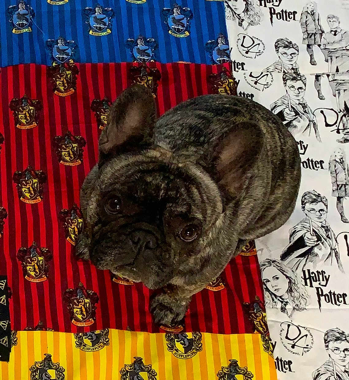 Remi is registered to the contest to win money with this photo: animal, brindle, companion, cute, dog, fabric, french_bulldog, gryffindor, harry_potter, hogwarts, hufflepuff, indoors, looking_up, mammal, pattern, pet, portrait, quilt, ravenclaw, slytherin