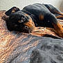 Zola a rejoint le concours — aidez-le/la à gagner de superbes lots ! dog, rottweiler, lying_down, indoor, blanket, relaxed, pet, canine, fur, animal, resting, cozy, brown, black, bed, companion, portrait, looking, cute, domestic