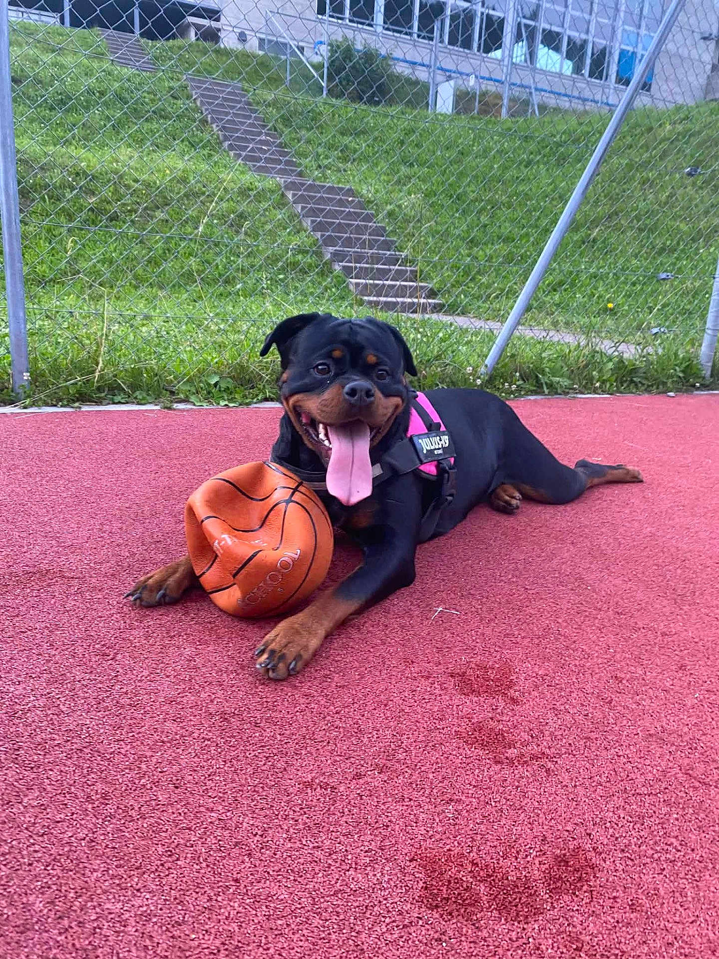 Zola a rejoint le concours — aidez-le/la à gagner de superbes lots ! rottweiler, dog, basketball, sports_court, red_surface, grass, chain_link_fence, outdoor, pet, animal, tongue_out, playing, happy, paw, leash, black_and_tan, daylight, canine, toy, exercise