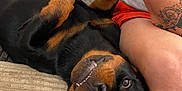 Zola a rejoint le concours — aidez-le/la à gagner de superbes lots ! dog, rottweiler, pet, smiling, playful, lying_down, blanket, couch, tattoo, person, arm, leg, casual_clothing, indoor, relaxing, black_and_tan, fur, cozy, companion, animal