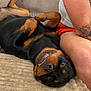 dog, rottweiler, pet, smiling, playful, lying_down, blanket, couch, tattoo, person, arm, leg, casual_clothing, indoor, relaxing, black_and_tan, fur, cozy, companion, animal