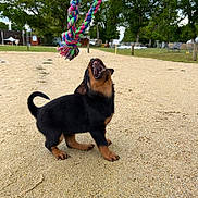 Zola a rejoint le concours — aidez-le/la à gagner de superbes lots ! puppy, dog, rope_toy, playful, sand, park, trees, grass, outdoor, pet, animal, canine, black_and_tan, jumping, mouth_open, person_hand, daylight, nature, leisure, fun