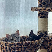 Dewy is registered to the contest to win money with this photo: kitten, cat, gray_tabby, black_cat, cat_hammock, cat_tree, leopard_print, pet, indoor, feline, cute, animal, resting, cozy, soft, fur, ears, eyes, home, curtain