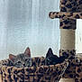 kitten, cat, gray_tabby, black_cat, cat_hammock, cat_tree, leopard_print, pet, indoor, feline, cute, animal, resting, cozy, soft, fur, ears, eyes, home, curtain