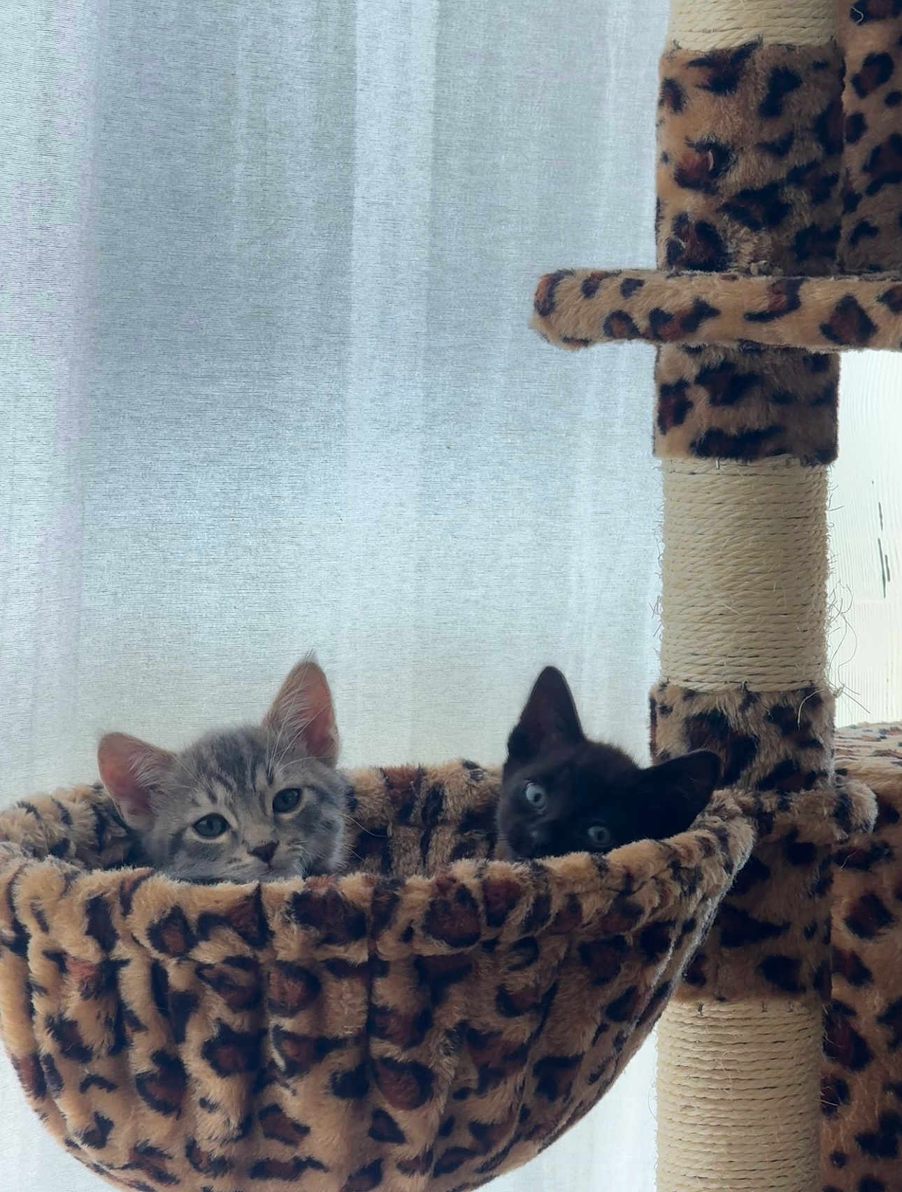 Dewy is registered to the contest to win money with this photo: kitten, cat, gray_tabby, black_cat, cat_hammock, cat_tree, leopard_print, pet, indoor, feline, cute, animal, resting, cozy, soft, fur, ears, eyes, home, curtain
