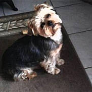 Scotty participe au concours pour gagner de l'argent avec cette photo :