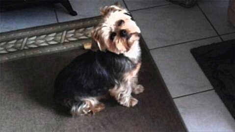 Scotty