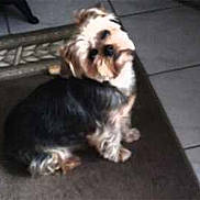 Scotty participe au concours pour gagner de l'argent avec cette photo :