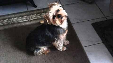 Scotty