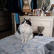 Sia participe au concours pour gagner de l'argent avec cette photo : cat, fluffy, bed, bedding, dresser, mirror, heart_decoration, vintage, indoor, furniture, black_and_white, pet, animal, curiosity, cozy, room, ornaments, fabric, soft_light, resting