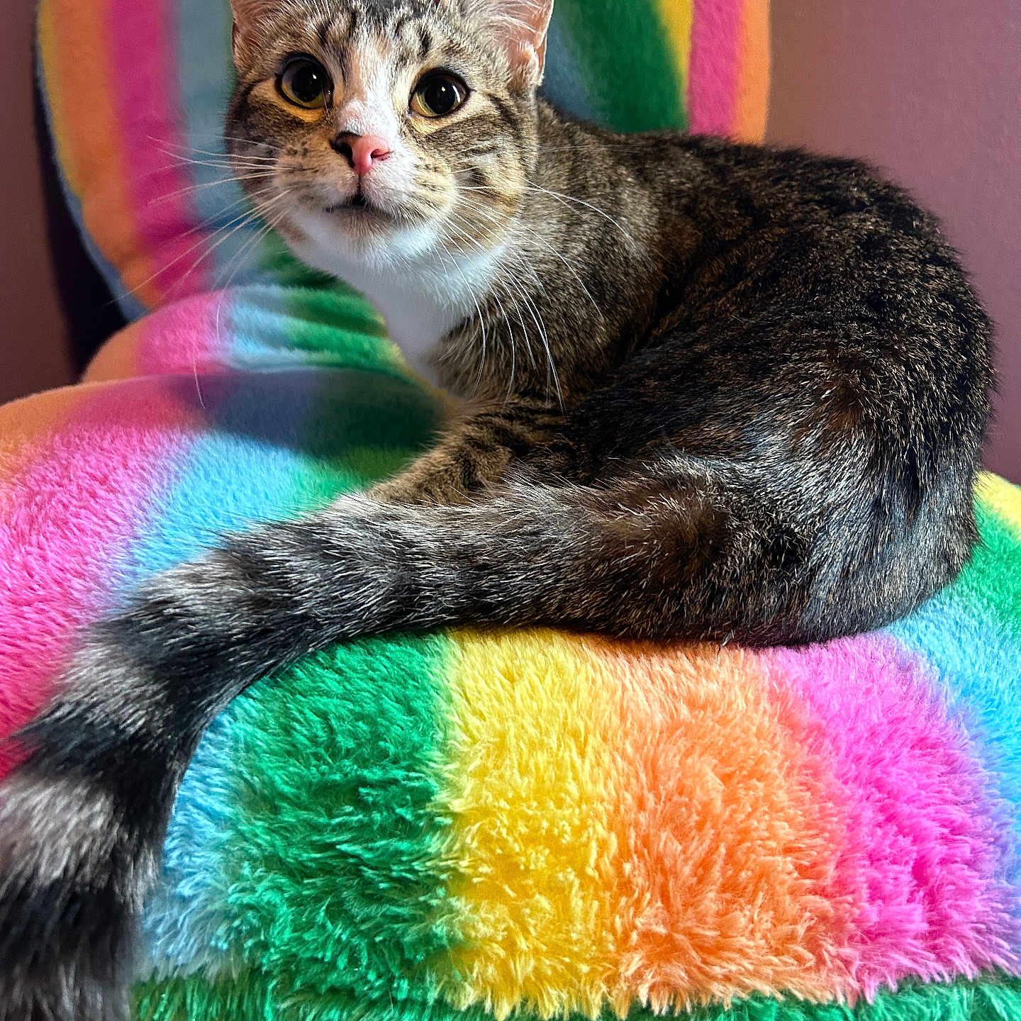 Frida Leche joined the competition — help win amazing prizes! abyssinian, angora, animal, armchair, blanket, cat, chair, couch, cushion, dye, furniture, homedecor, indoors, kitten, manx, pet, quilt, siamese, towel