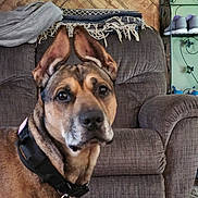 Dozer is registered to the contest to win money with this photo: dog, indoor, couch, blanket, collar, ears, pet, furniture, wooden_wall, shelf, shoes, brown, close_up, floor, household, domestic_animal, portrait, living_room, canine, fur