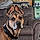 Dozer