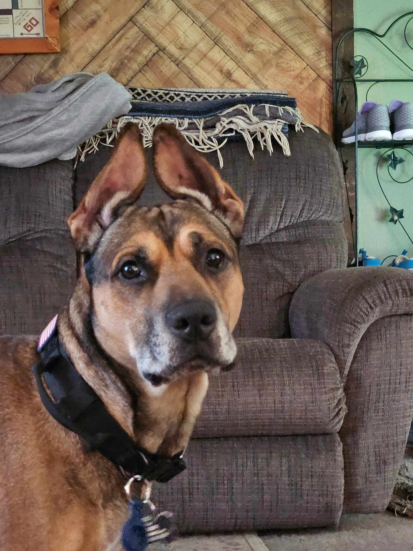 Dozer is registered to the contest to win money with this photo: dog, indoor, couch, blanket, collar, ears, pet, furniture, wooden_wall, shelf, shoes, brown, close_up, floor, household, domestic_animal, portrait, living_room, canine, fur