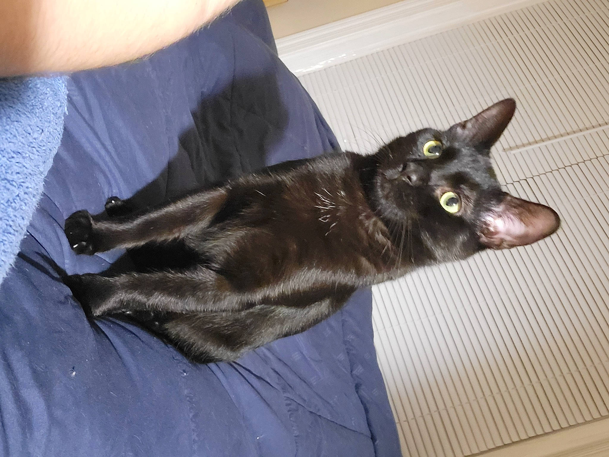 Astro is registered to the contest to win money with this photo: black_cat, bombay, carnivore, cat, claw, comfort, dog_breed, domestic_short_haired_cat, ear, felidae, fur, grey, havana_brown, liver, mammal, small_to_medium_sized_cats, snout, tail, vertebrate, whiskers