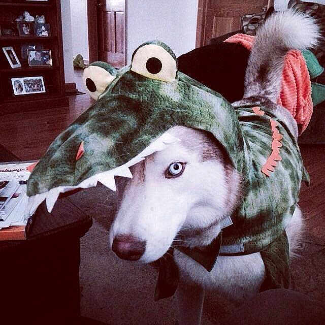 Paxton joined the competition — help win amazing prizes!